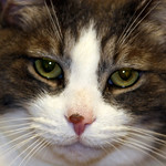 Cats : 